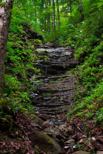 Paths and Walks: A Lesson in Natural Landscape Design